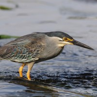 Striated Heron